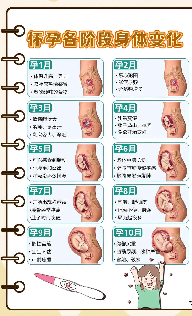 揭秘供卵代孕妈妈怀孕小腹分两节，孕期变化的奥秘安庆代生机构: